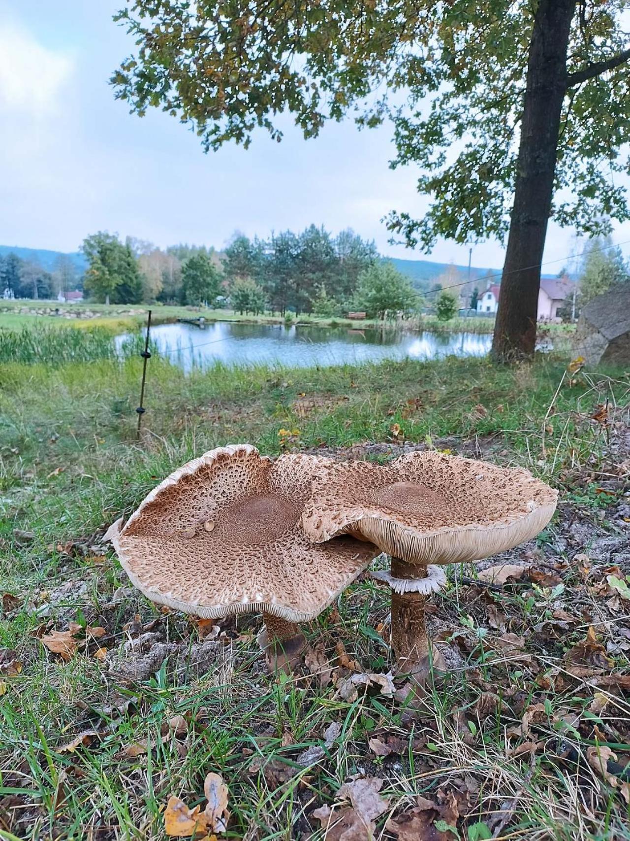 Klidna Lokalita Na Kraji Lesa, Cely Dum S Uschovnu Kol Villa Nová Bystřice Buitenkant foto