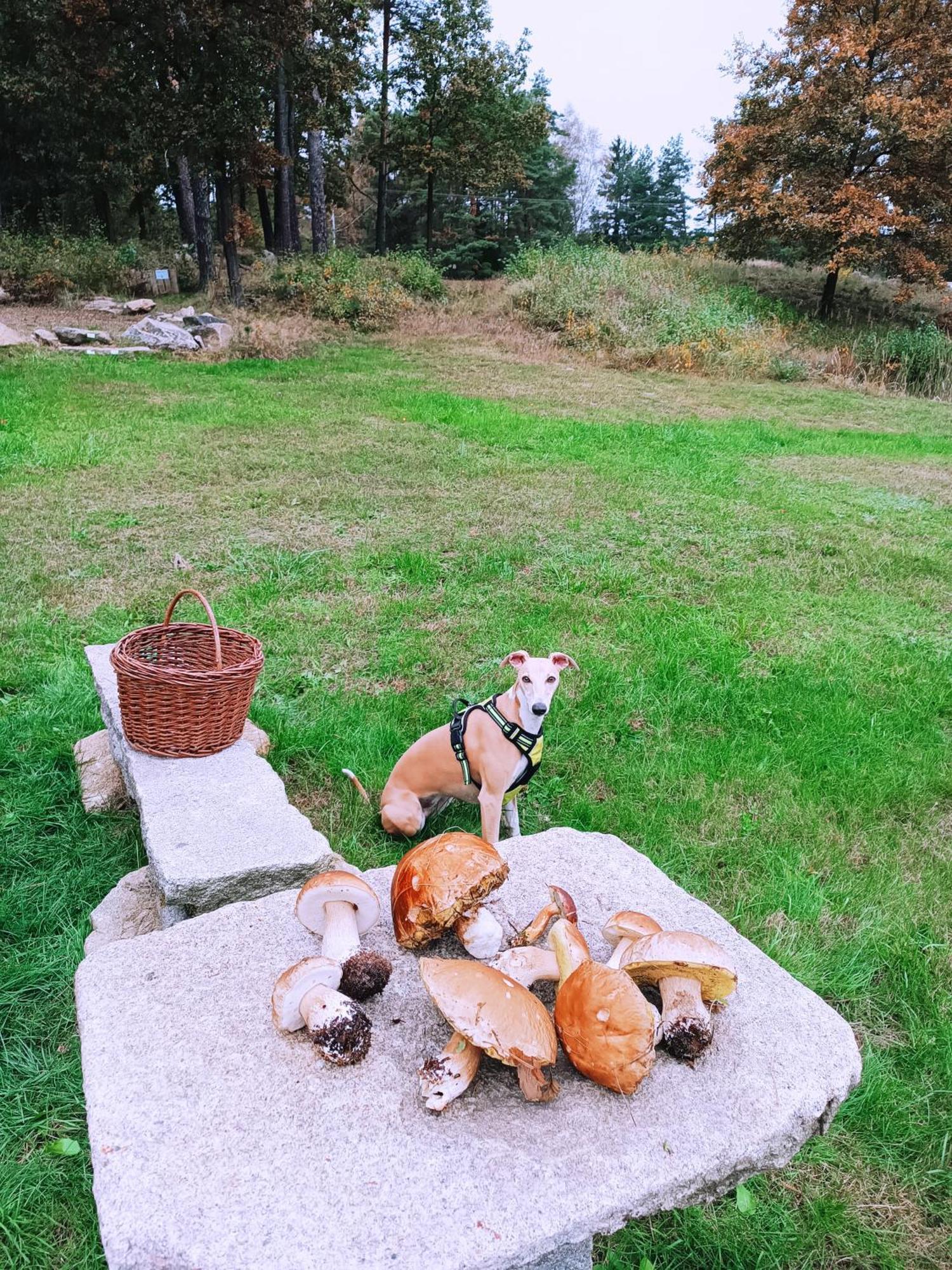 Klidna Lokalita Na Kraji Lesa, Cely Dum S Uschovnu Kol Villa Nová Bystřice Buitenkant foto